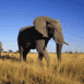 El�phant dans la savane