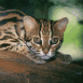 Chat sauvage