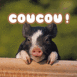 Porcelet "Coucou!"
