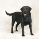 Labrador noir