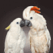 Perruches blanches