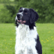 Chien blanc et noir