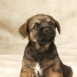 Chiot