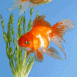 Poissons rouges