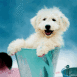 Bichon dans un seau