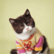 Chaton portant un pull