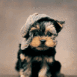 Yorkshire portant une casquette