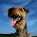 Fox Terrier en gros plan