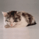 Chaton assoupi