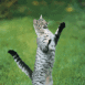 Chat sauvage redress�