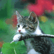 Chat � l'aff�t