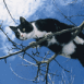 Chat noir et blanc sur une branche
