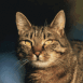 Chat serein