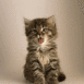 Chaton qui baille