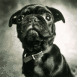 Chiot bouledogue noir