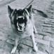 Chien loup grondant