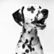 Dalmatien en gros plan