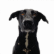 Chien noir triste