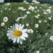 P�querette dans l'herbe