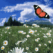 Papillon dans un pr�