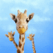 Girafes