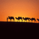 Caravanes de chameaux