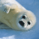 B�b� phoque