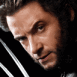 Wolverine de face