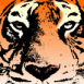 T�te de tigre du Bengale