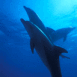 Dauphins sous la mer