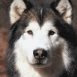 Husky attentif