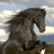 Cheval cabr�