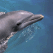 Dauphin nageant � la surface