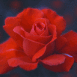 Rose rouge