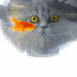 Chat regardant un poisson rouge � travers un bocal