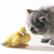 Chat reniflant un caneton