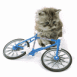 Chaton tomb� de son v�lo