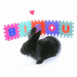 Lapin avec banderole "Bisou"