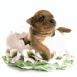 Chiot sortant d'un oeuf