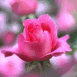 Rose de couleur rose