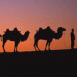 Chameaux et leur ma�tre devant un coucher de soleil