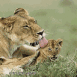 Lionne l�chant son petit lionceau