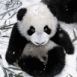 Pandas b�b�s
