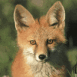 Renard jeune