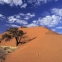 Dune avec un arbre au devant