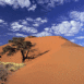 Dune avec un arbre au devant