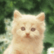 Chaton rouquin
