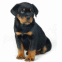 B�b� Rottweiler noir et marron