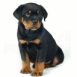 B�b� Rottweiler noir et marron