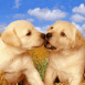 B�b�s labradors, bisou